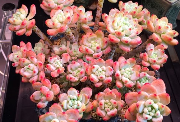  「香味」自带香味的这些多肉在植物，家里养上几盆，香飘满屋、神清气爽