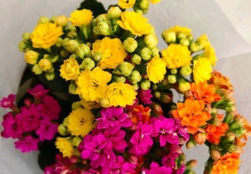  「寿花枝条」为什么新手喜欢把长寿花养成老桩，大神喜欢年年扦插长寿花新苗？