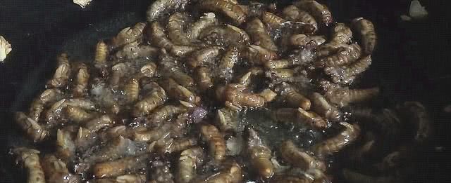 在山东老家林场里捉知了龟，一棵树上能捉10只，1小时捉一大盆