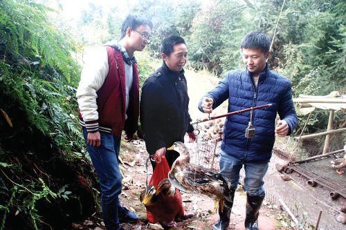  山林@山林养土鸭 空地也生财