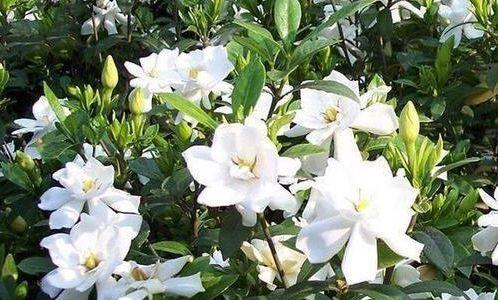  「适合」5种花适合夏天养，开花爆盆花期长，繁花似锦，花色美轮美奂