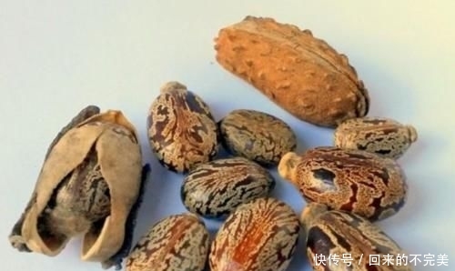  蓖麻：以前一斤十几块的“蓖麻”，农村到处种，为什么如今没人