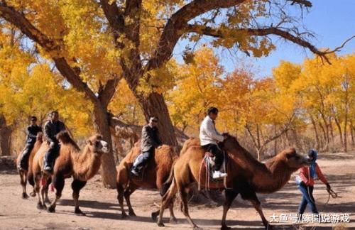 额济纳的胡杨林到底有多“无耻”？游客称宁愿在家发呆也不去看树