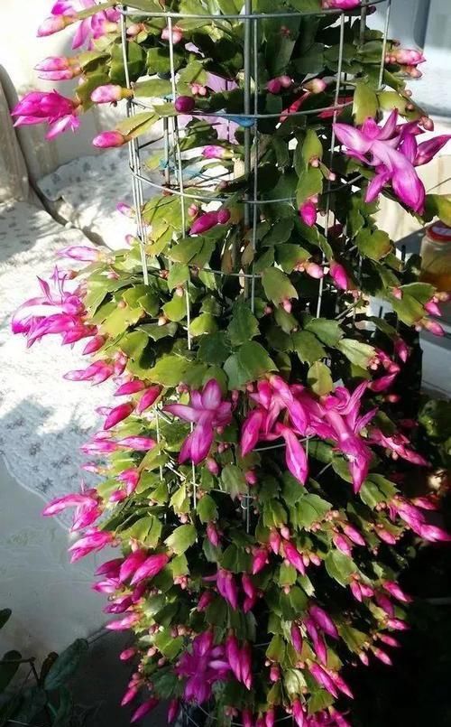  『开完』3种花开完剪一剪，20天又冒花芽，开完一茬又一茬！