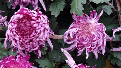 『朱荷』喜欢菊花,就养盆“珍品名菊”太液朱荷,花色艳丽,稳重大气!