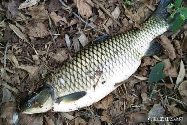  「韭菜玉米制」钓鱼如何快速聚鱼？韭菜玉米这样制窝料诱钓草鱼不跑空