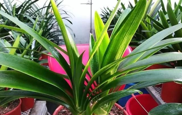  旺盛：花盆里放两种杂物，花很好，没有虫子，土壤也不结实，气势旺盛