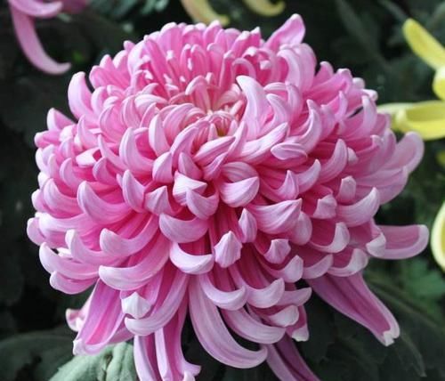  #冬天#现在养“2种花”，开花红艳艳，能开100多天