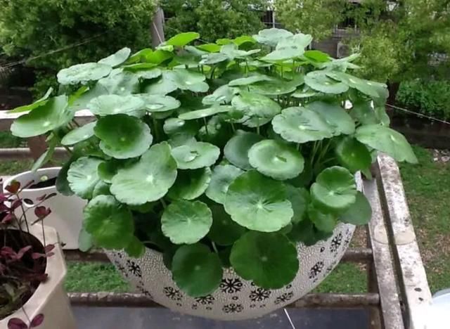  「不难」铜钱草怎么控制不开花？3个重点不要忽略，叶片肥大绿油不难