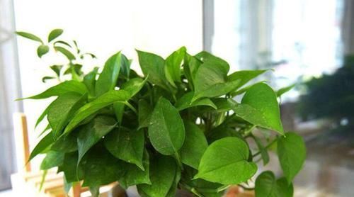  「绿萝」3种花不仅漂亮还很皮实，阳台上养一盆，养出花海很简单，太美了
