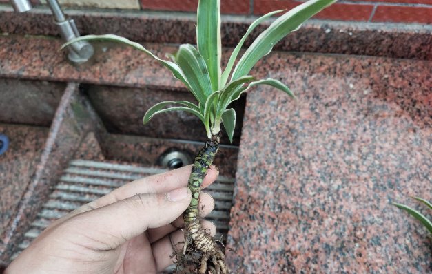 \＂l6\＂: \＂水培富贵竹怎么养\＂给花狠心剃光头,新芽呼呼冒,1年变老桩!