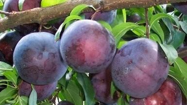  『李有虫』三华李有虫喷什么农药？