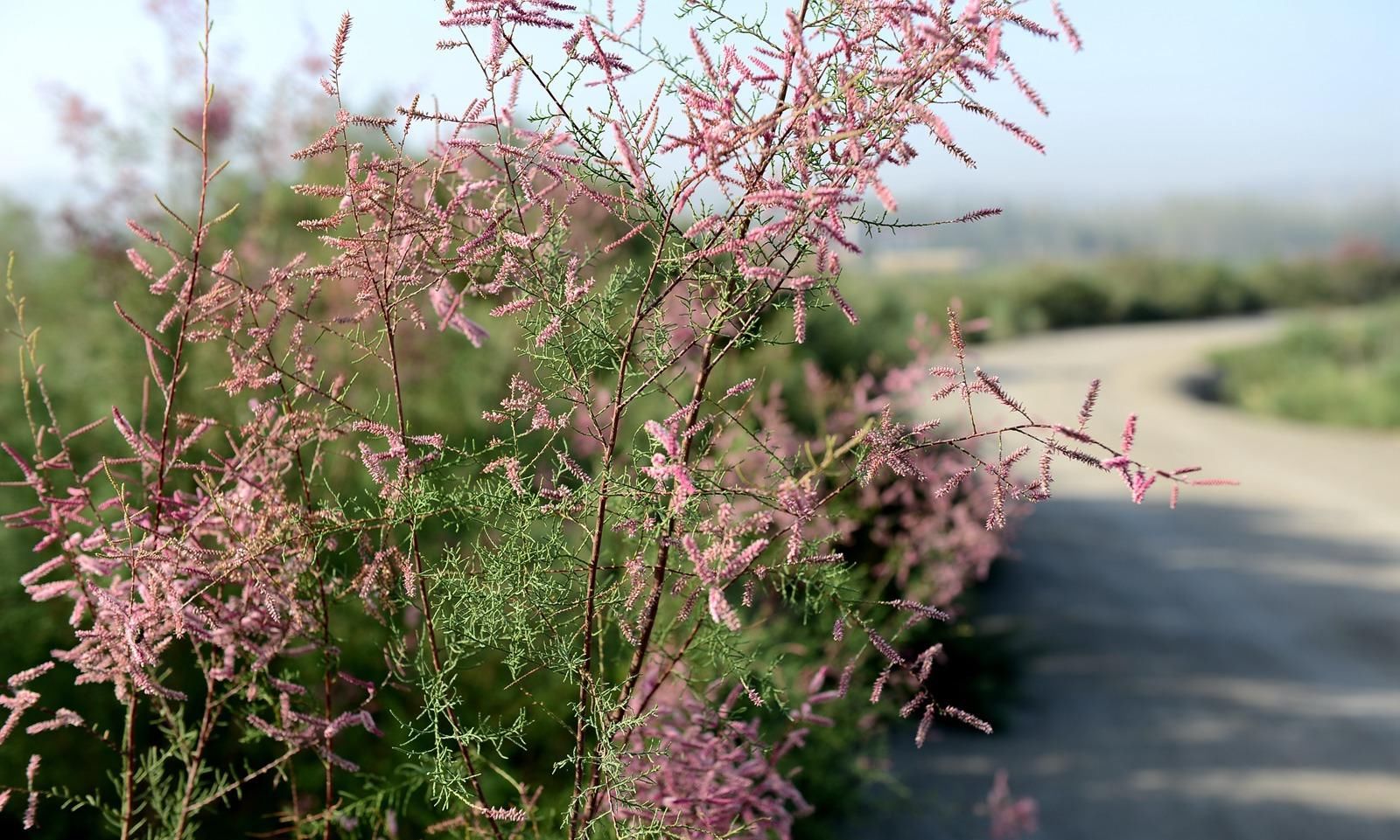 戈壁名城库尔勒，荒漠明珠莲花湖