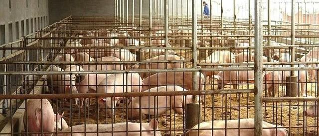  生态■高效生态养猪特点，生态养猪是目前比较流行的生猪养殖模