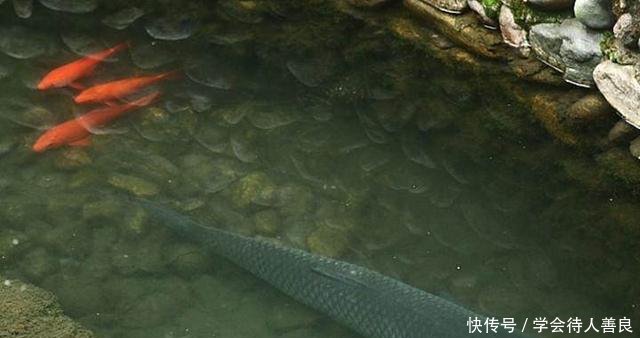 农民养草鱼却不用鱼塘，80块1斤还供不应求