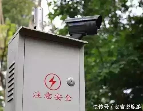 #小时#最大的黄花梨树,40个保安24小时看护