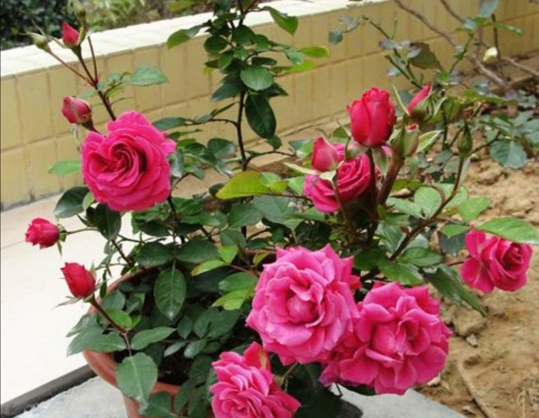  「生长旺盛」这“5种”花,再喜欢也要“狠狠晒”,越晒越开花,香味越浓郁!