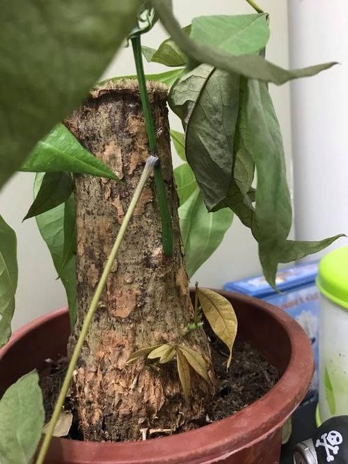 肥料■发财树生长季，几个施肥小窍门，不烧根不黄叶，枝条长成大伞