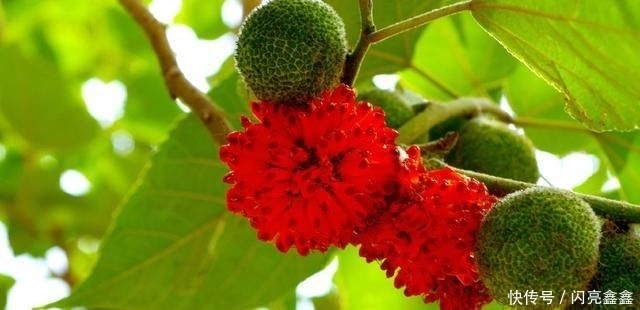 『砖缝』这植物名叫构树,繁殖能力超强,石头缝、砖缝都能长,令人讨厌