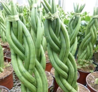 辫子■花市上有一盆栽,又称“辫子花”,60一盆抢着要,你家养过吗