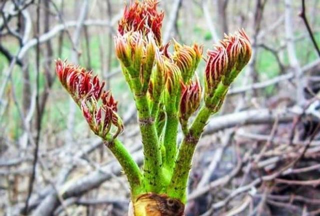 农村这种野菜，城里卖到40块1斤，被誉为“天下第一山珍”