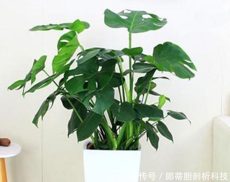  『家里』3种花，一养就上瘾，随手养一盆，幸福又美好，家里养着上档次！