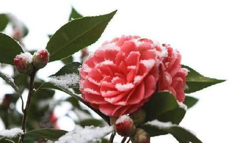  「矾根」这三种花特别不怕冷，天气越冷，开花越艳丽。