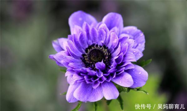  #皮实#春天非常皮实好养，颜值超高的四种花卉，喜欢养花的你不要错过