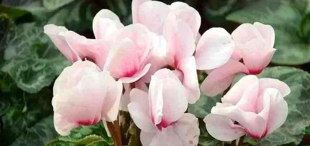  「花卉植物」养仙客来有“技巧”，做好这“4点”，花枝“蹿不停”，多开1季！
