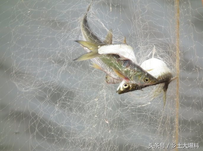 农村池塘小白条真不少,捕获一渔网,油炸之后