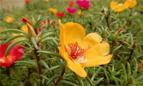  『花开花』半枝莲又叫太阳花，最容易养，怎样让太阳花开花更茂盛？