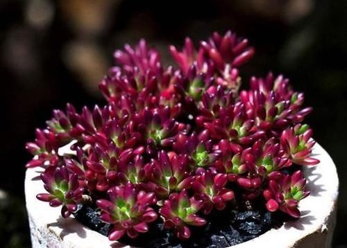  『像太阳花』多肉紫米粒，繁殖最容易，一粒变一群，3个月溢出盆