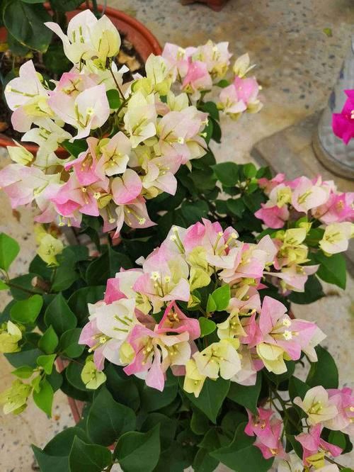 「路边」这两种植物,路边掐根枝条,回家自己扦插,把花园“搬”回家