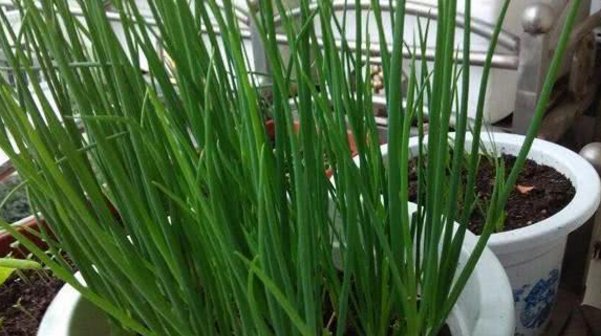  盆栽：这4种菜种阳台,发芽快长得快,一盆收获好多,叶子比盆景还美!