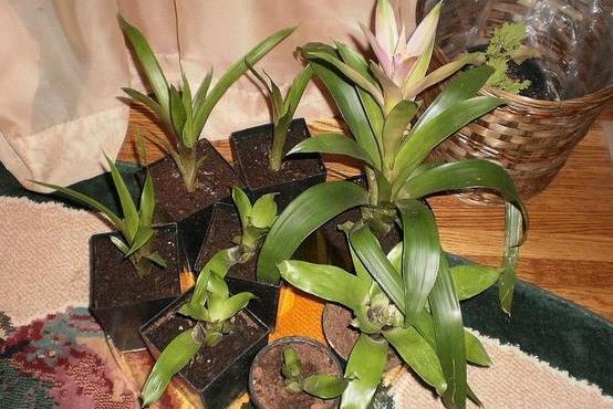 「观赏凤梨」此款''凤梨''又叫菠萝花,只开花不结果,花色艳丽、观赏价值高