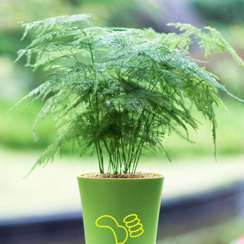  「阳光」常见的2种花，就喜欢阴凉处，阳光晒反而长不好