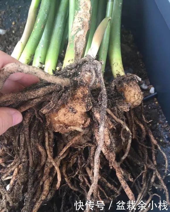  「家里」家里4种花，就要饿着养，盆小少浇水，反而长得好！