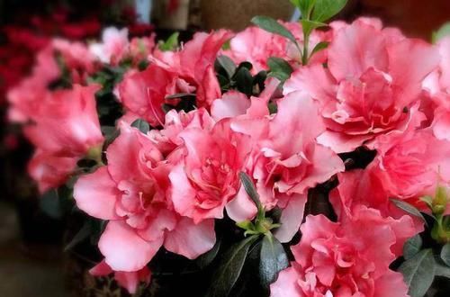  「雅致」此花古朴雅致，花色艳丽多样，花期超长，养护简单，观赏价值极高