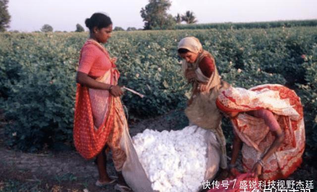  们中国■印度把他们的棉花低价卖给我们国家，再用高价买回去，