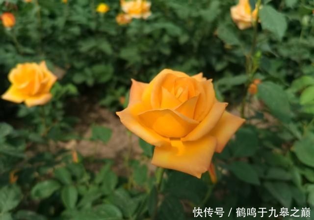 『城市』月季花开 骑行悠哉