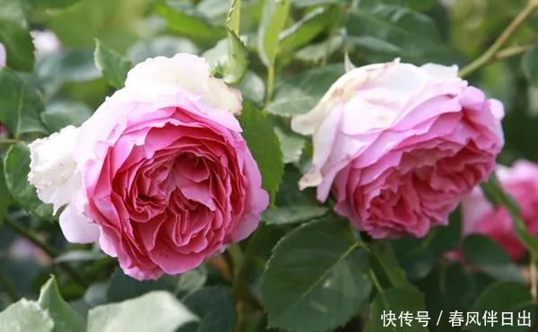  『龙沙宝石』这“7”种大型藤本月季，一年开次开花，家里有院子的有福了