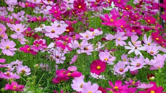  『花开满』长筒花,花色多样,花朵像长长的小喇叭,养护得当花开满盆!