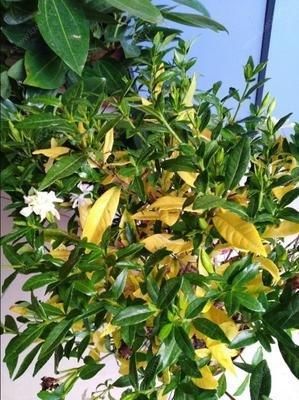  微量元素■茉莉栀子花，黄叶的“七大”原因，缺一种东西，黄叶难逃