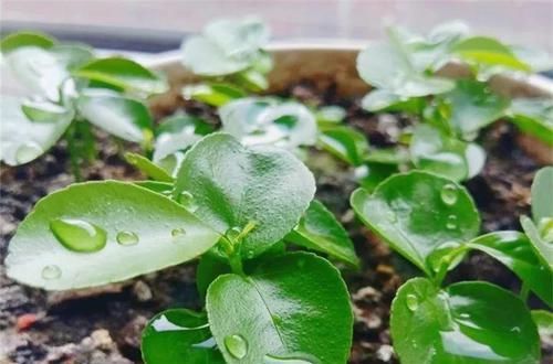  「增加光照」这水果太贵了，吃完留下核，还能种盆栽！