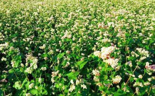 天然的“胰岛素”食物，坚持每天吃一点，让血糖悄悄降下来