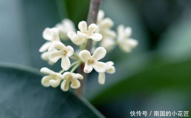  小事|给桂花换盆有“诀窍”，做对这几件“小事”，不落叶不枯叶长势好