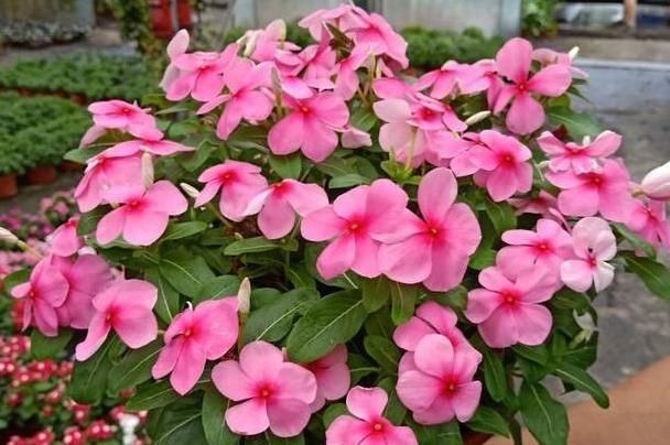  『夏季』希望自家的花草枝叶繁茂、开花旺？夏季勤修剪，3种植物砰砰开花