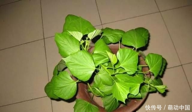  『刚发芽的红』花盆里种了一个小红薯，100天内装满红薯“孩子”的香气很甜，很好吃