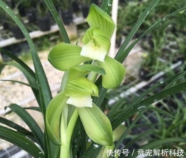『冬季』冬季室内养兰花,重点在于“它”,做好就能长旺开花