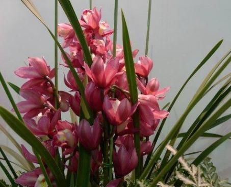  『花箭』养好“大花蕙兰”，一个小妙招，花箭“3倍“射，花朵一串又一串